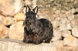 SCOTTISH TERRIER 128